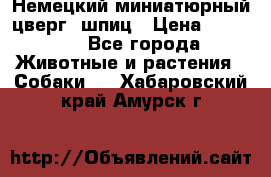 Немецкий миниатюрный(цверг) шпиц › Цена ­ 50 000 - Все города Животные и растения » Собаки   . Хабаровский край,Амурск г.